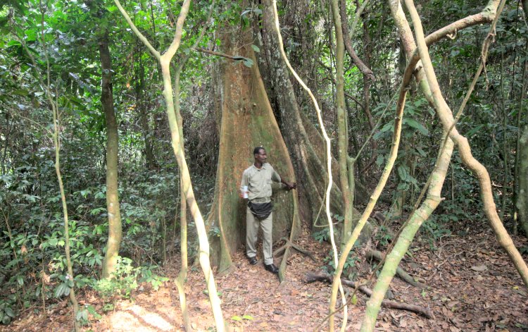 Kakum National Park - Wildh&uuml;ter im Baum ;-)